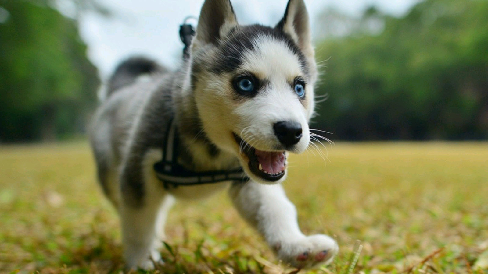 狗粮和自制狗饭交替喂可以吗,没狗粮可以喂什么