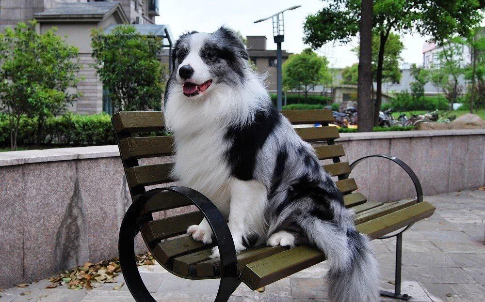 边境牧羊犬的优点和缺点,边境牧羊犬被誉为智商最高的犬