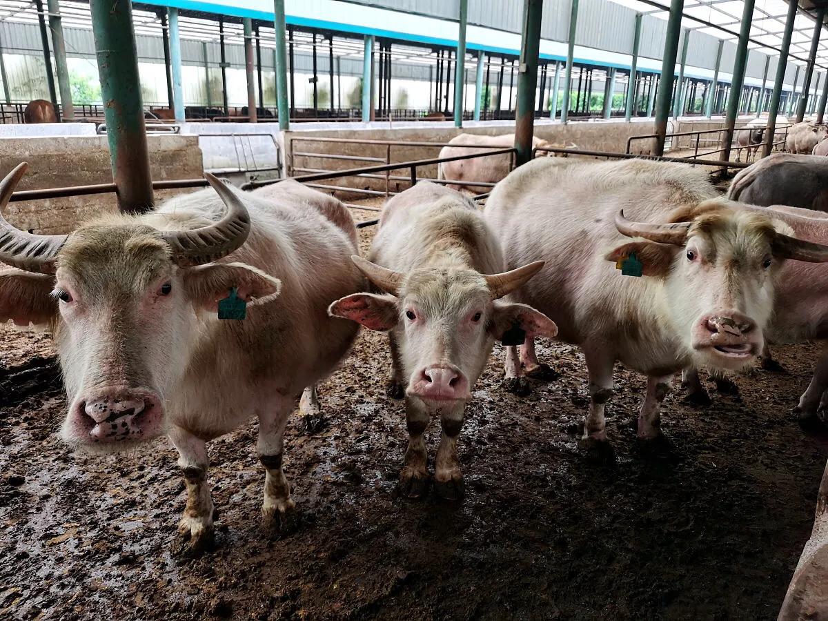 养牛不要怕牛死,为什么养牛不养夏洛莱