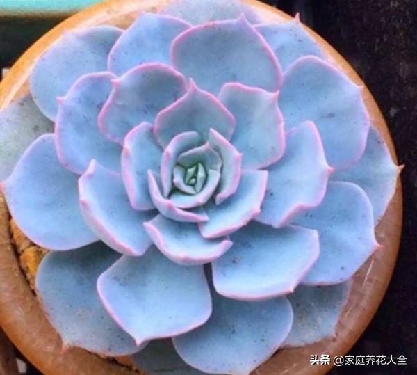 蓝姬莲和蓝石莲多肉哪个好养,蓝石莲多肉移盆