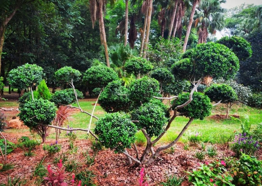 养心养肺之旅,静心养肺养心