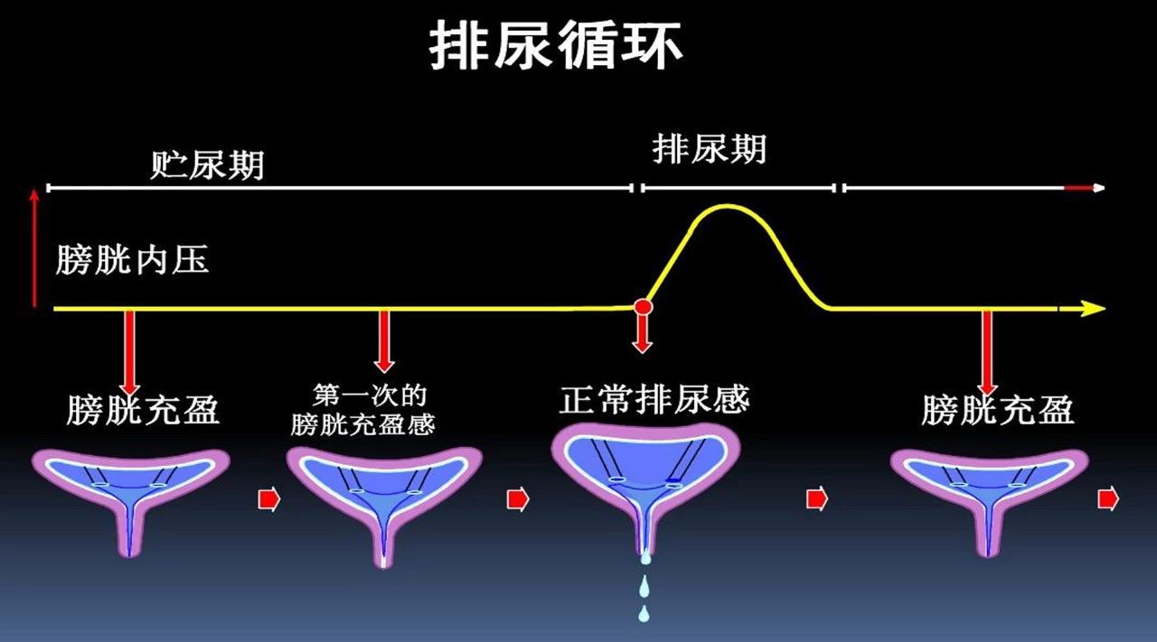 泌尿系统病健康小常识,泌尿科普小知识