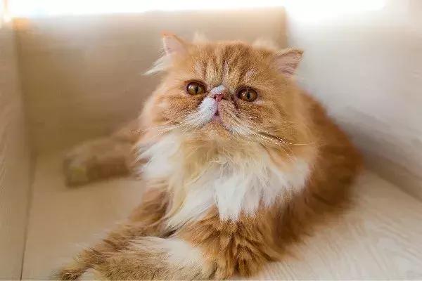 如果猫咪走丢了报警可以吗,猫咪走丢了如何把猫咪找回