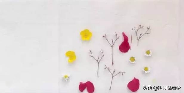 如何制作干花使其可以永久保存,如何制作干花书签