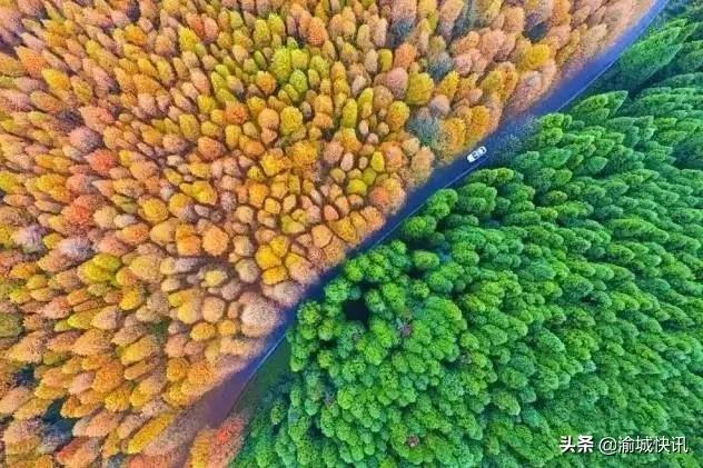 重庆无症状感染者最新情况,重庆无症状感染者在哪个区