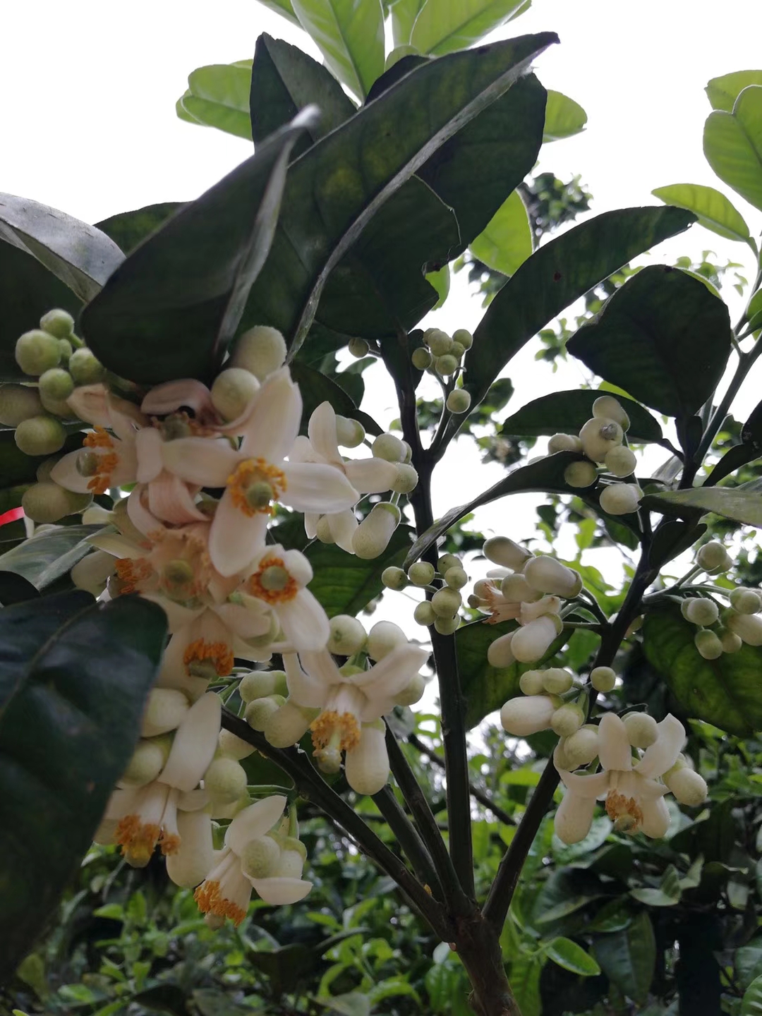 化橘红小知识（2）