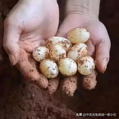 乌龟蛋孵化后期注意事项,乌龟产蛋期间的注意事项