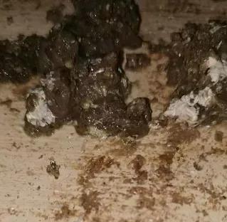 肉鸡呼吸道久治不愈,肉鸡拉稀怎么治疗最好