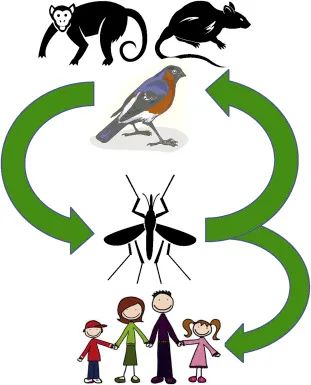 法国发现最新传染疫情,巴黎发现神秘病毒