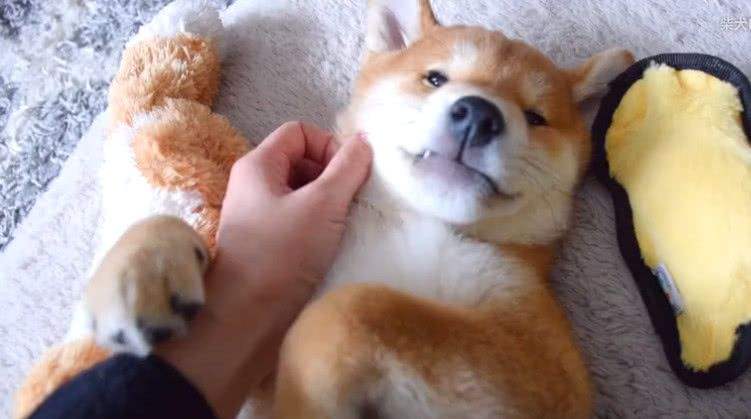 你会逗狗狗开心吗？这8件小事，主人做一件都能让它开心一整天