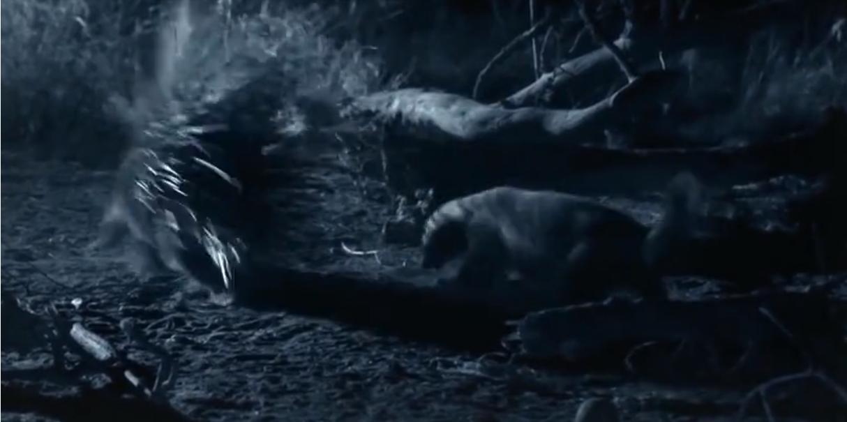 蜜獾为何如此凶猛,蜜獾那么凶猛真实的战斗力咋样