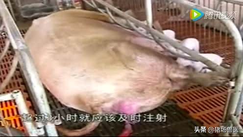 母猪产崽前不老实几个小时,母猪产子慢是怎么回事