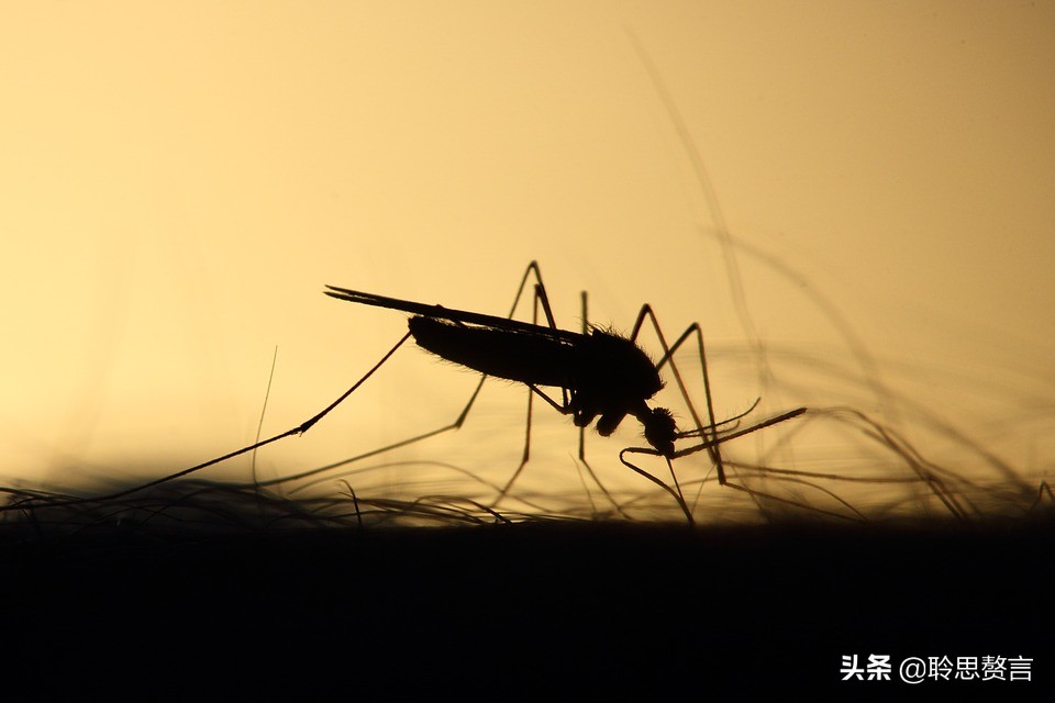 蚊子诗精选三十六首莫恨我心儿毒，只因你口儿馋