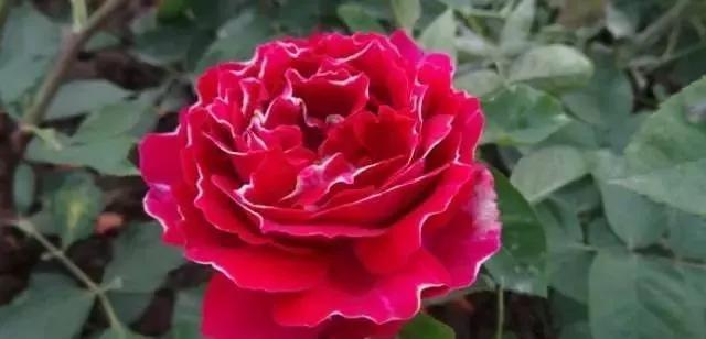 每天学习一点点花卉,100种常见玫瑰品种