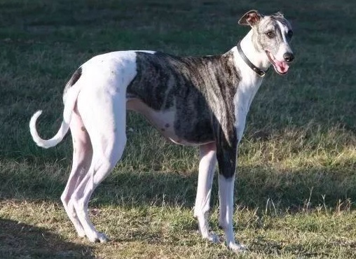 速度与激情法拉利,速度与激情的碰撞