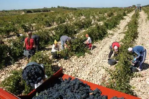 朱卫东：法国葡萄酒AOC等级内涵详解