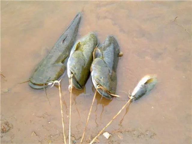 捕获巨型黄金鱼,山东捕获黄金鲶鱼