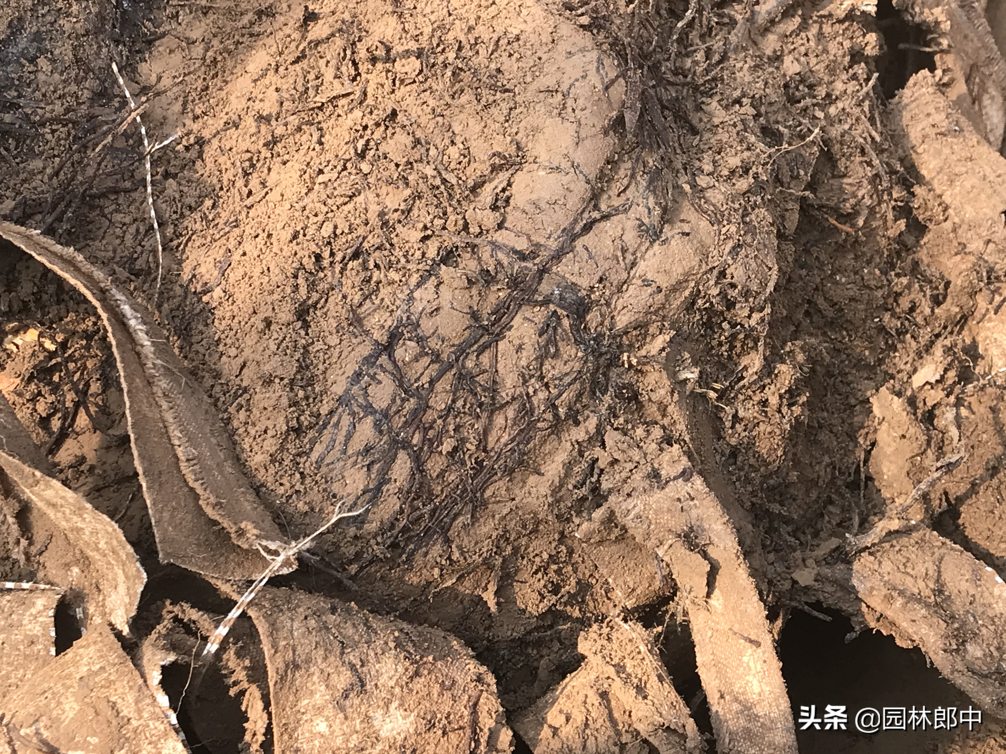 松树叶子干枯是怎么回事,松树的松针发黄是什么原因