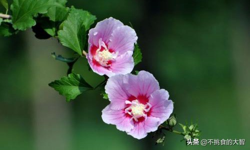 哪些鲜花可以食用,可以吃的鲜花有哪些