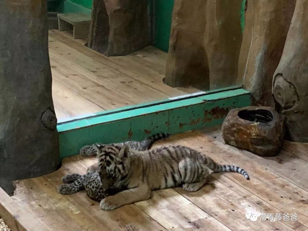 过年去珠海长隆海洋王国游玩攻略,广州长隆欢乐世界带娃一日游攻略