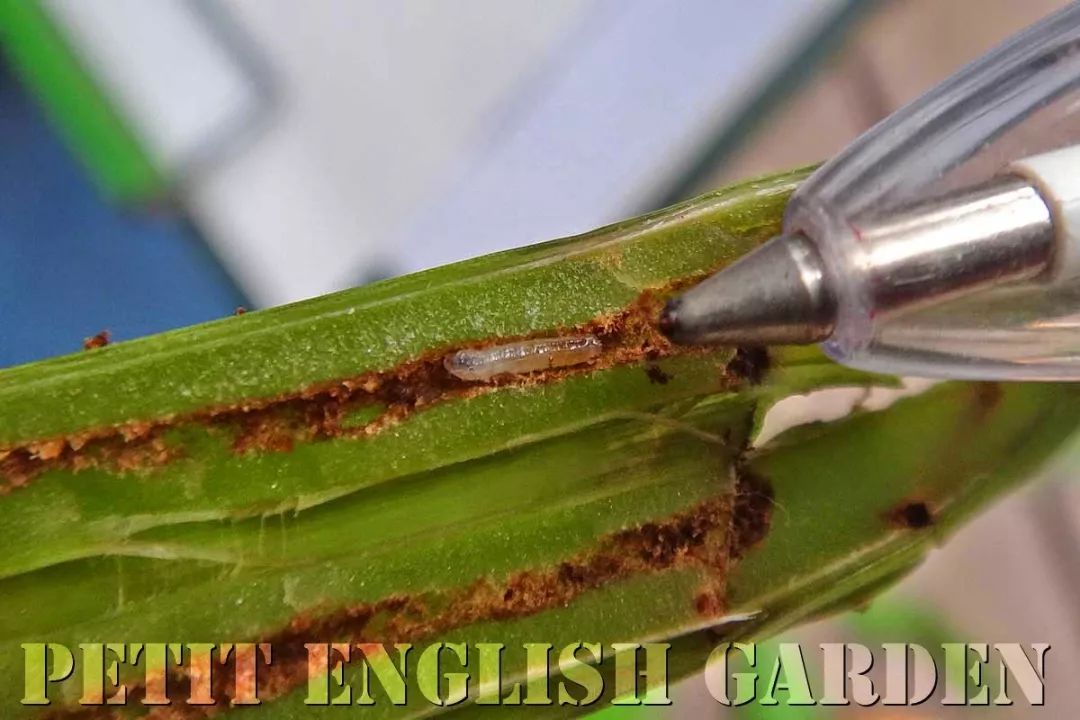 养花过程中如何防止虫害,养花预防虫害最简单的方法