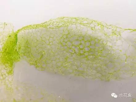 鱼苗消毒和病虫防治,水花鱼苗气泡病发病原因