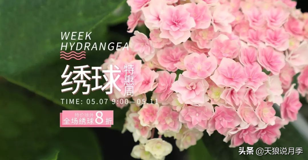 绣球季家里不缺花，全场8折迎初夏