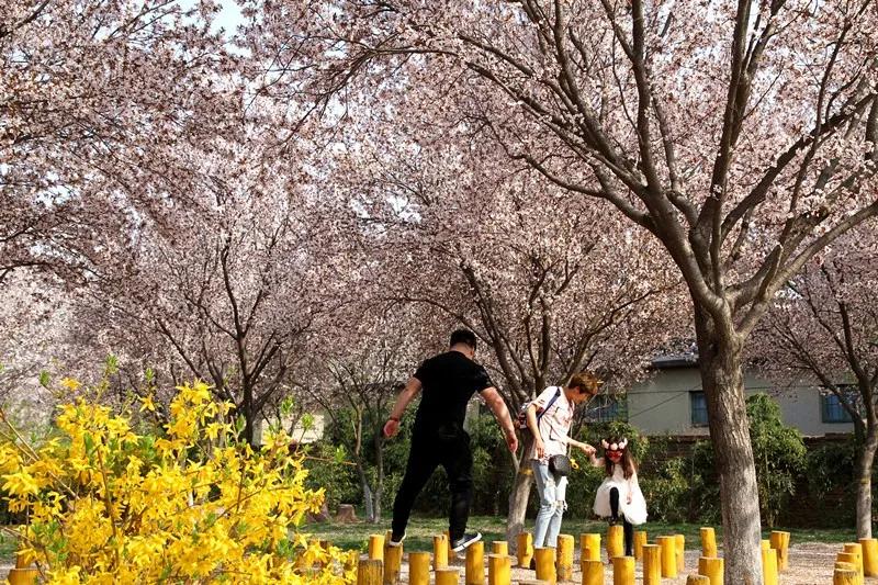 潍坊金宝乐园2022春节营业吗,潍坊金宝乐园65岁免门票吗