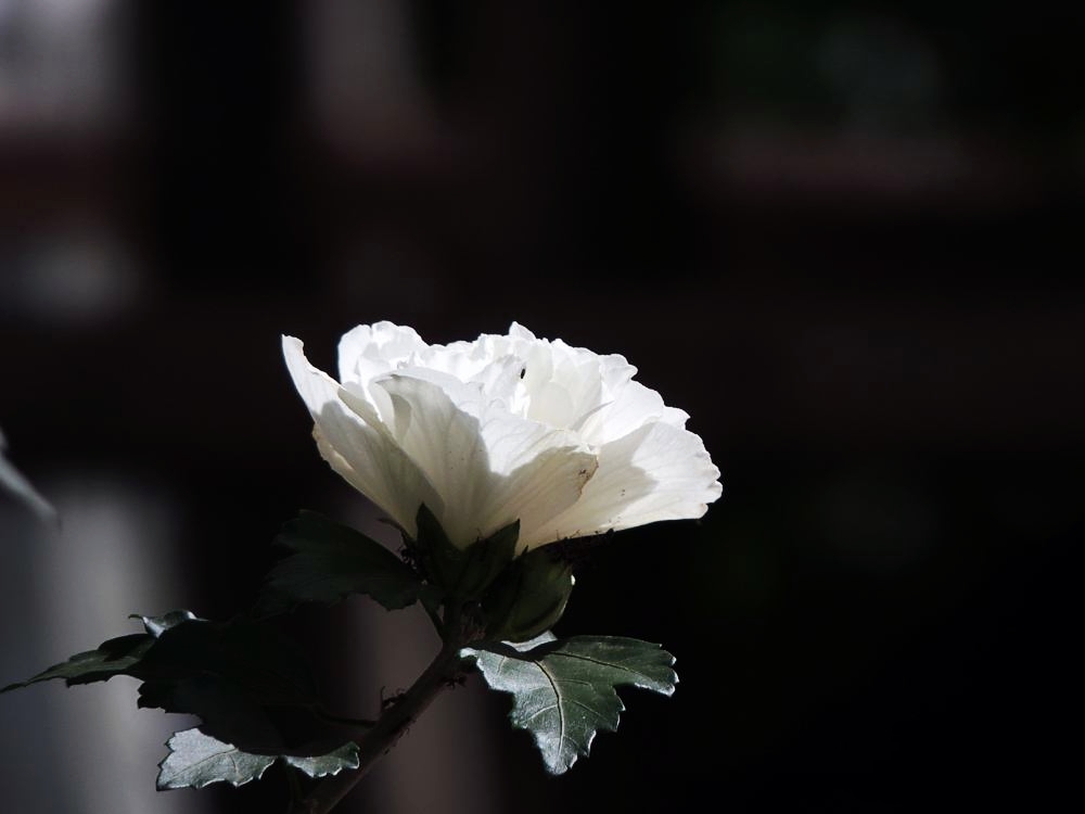 「散文」温柔的坚持|木槿花