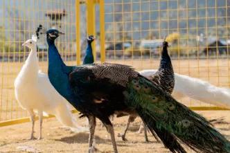 过年就近去哪里玩,新年去广西哪里玩