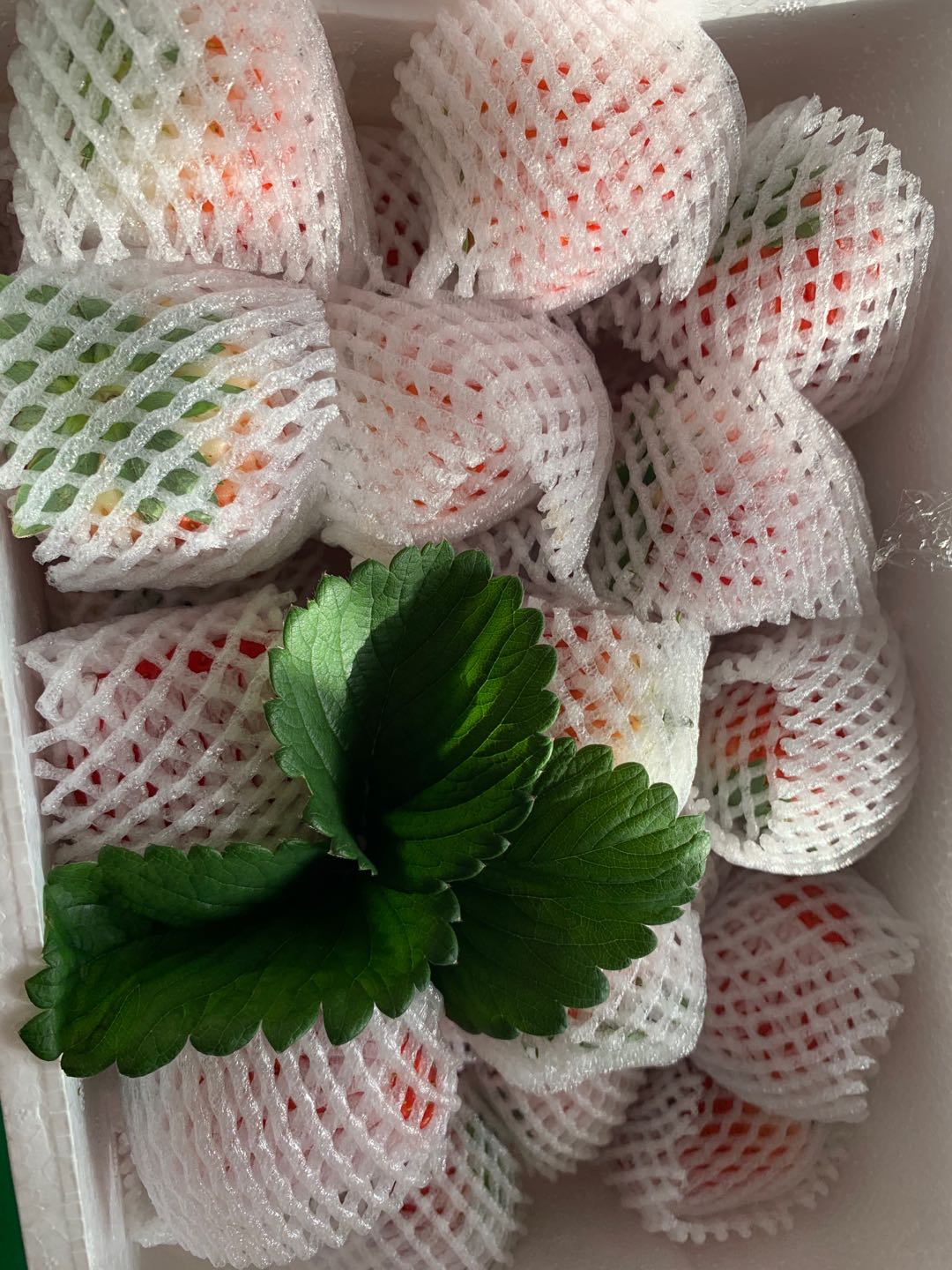 东港草莓一斤多少钱,丹东东港99草莓苗预定