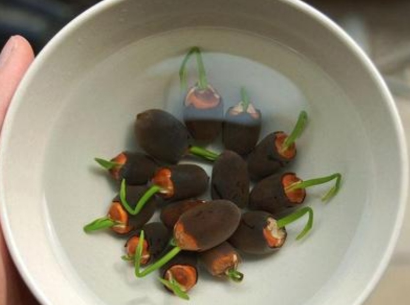 怎样养好碗莲,如何养好碗莲书籍