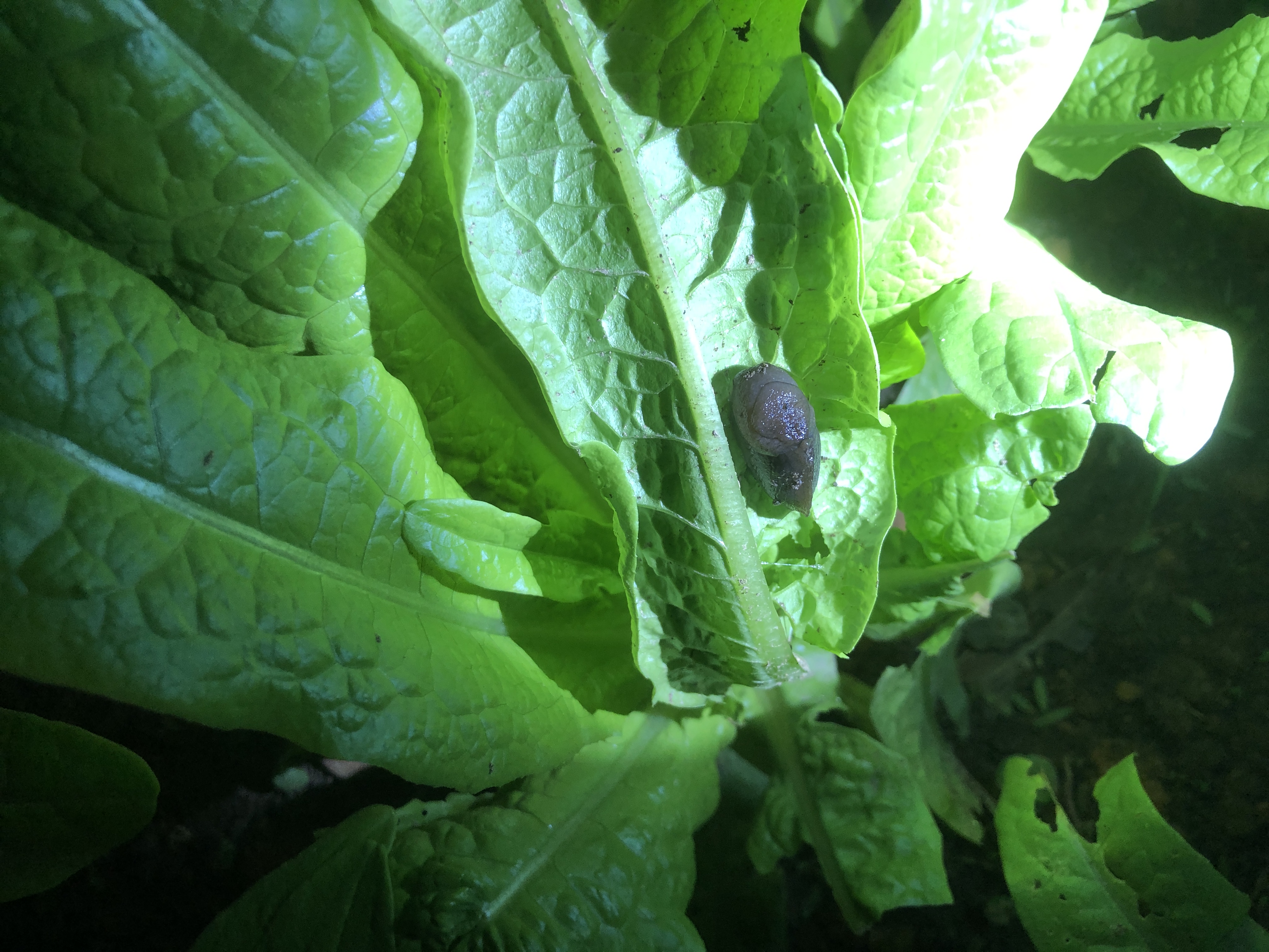 鎮夊凹鐤儏鎶ラ亾,鎮夊凹鑿滃湴闄よ櫕瑙嗛