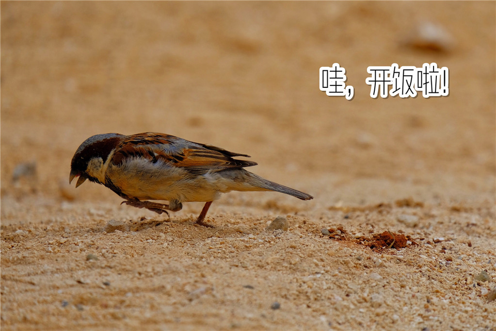 毛里求斯陈小春,毛里求斯马克吐温