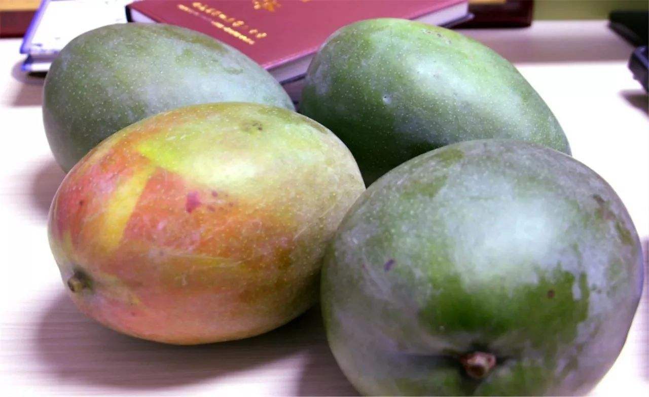 芒果好吃难挑选学会这个挑选技巧,买芒果买青色的好吗