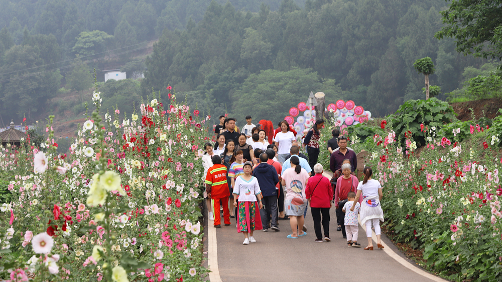 金堂鲜花山谷游记,金堂鲜花山谷蜀葵花盛放
