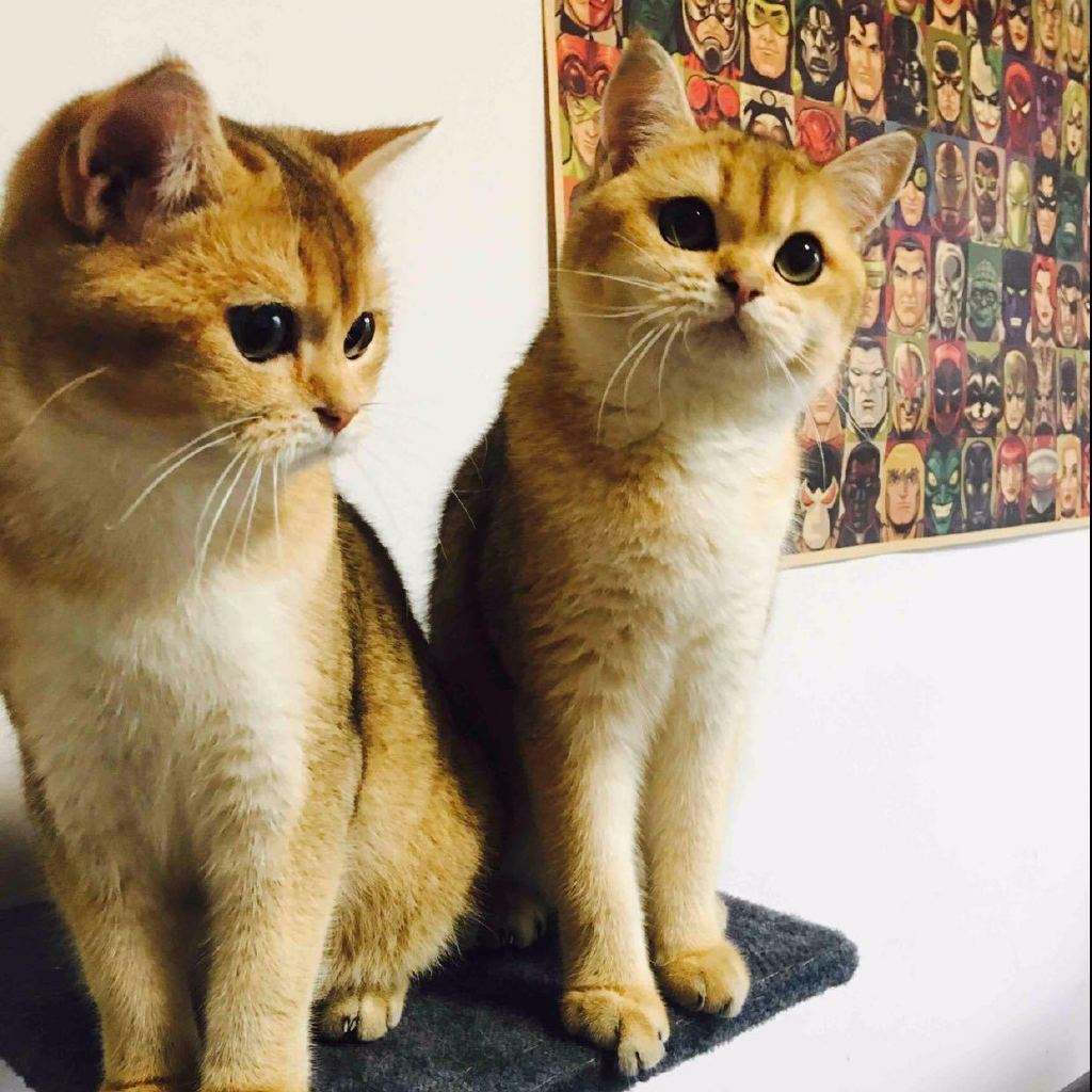 英短渐层和美短渐层的区别,英短金渐层怎么分色号