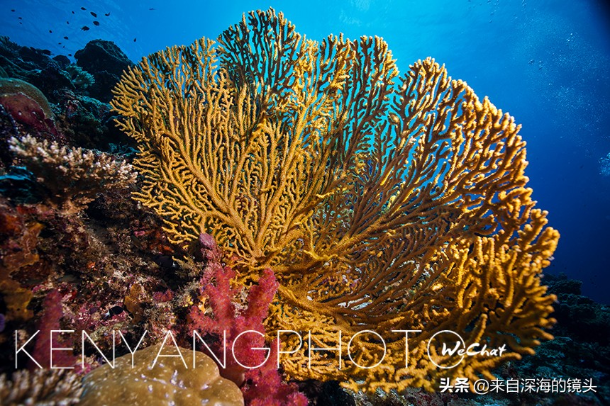 水下拍摄都用什么,水下摄影一般都用什么相机