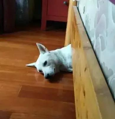 狗狗为什么喜欢钻到床底下,狗狗躲到床底下不出来怎么办