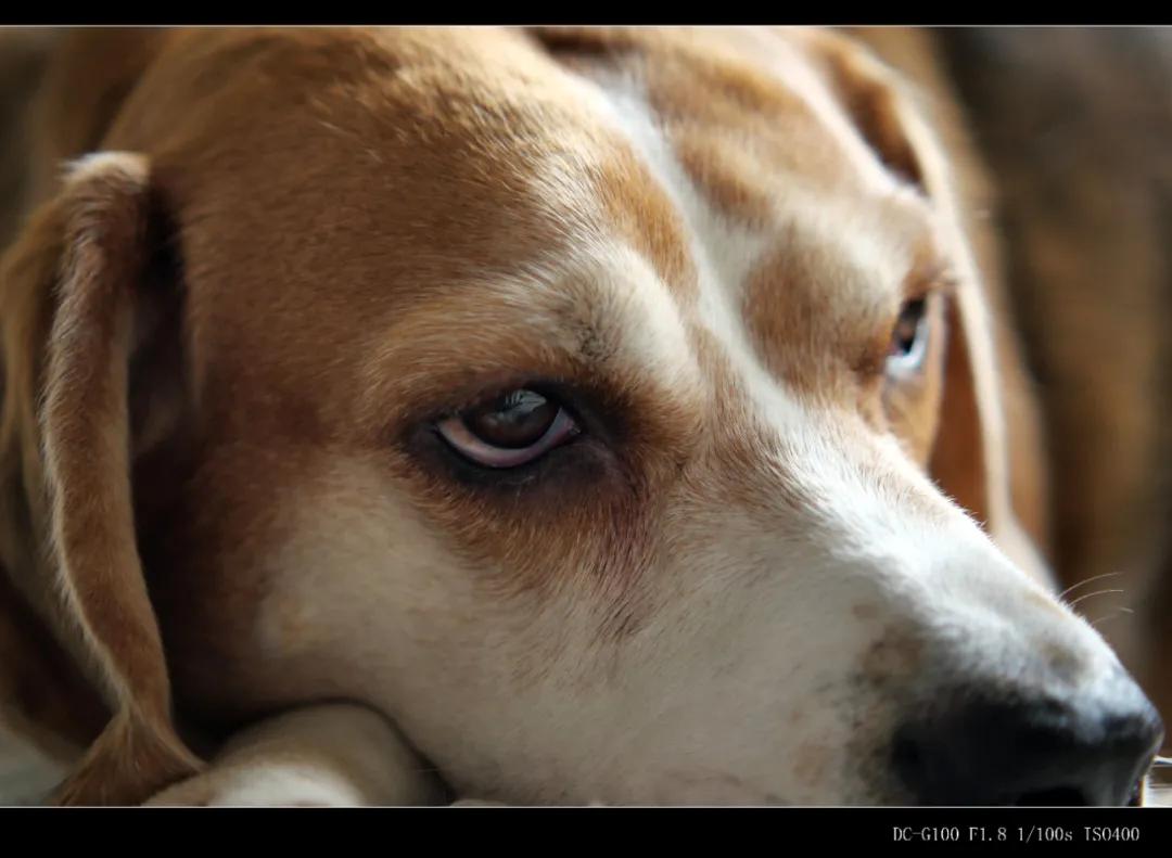 国产自动对焦镜头进击:永诺85、42.5、35mm三镜头测评