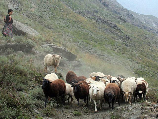 天仙妹妹尔玛依娜图片,天仙妹妹尔玛依娜个人资料