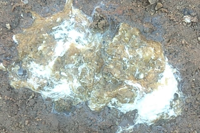 家禽顽固性肠炎，治标治本是关键,良心推荐