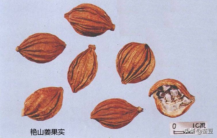 砂仁的好与坏的识别,如何辨别砂仁的真假