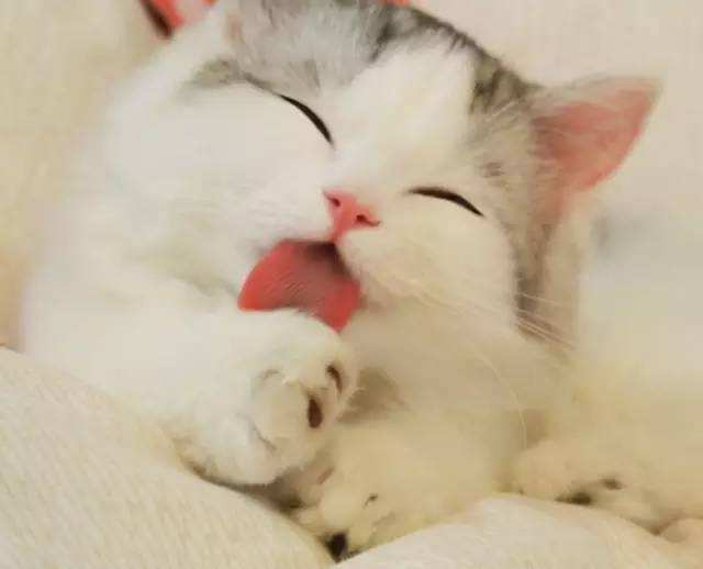 新手开始养猫要注意些什么问题,新手开始养猫要注意些什么