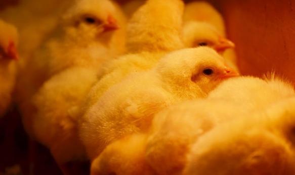 肉鸡怎么才能养好,肉鸡为什么长得慢