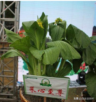 世界上最贵的三种食材,全球公认最贵顶级食材及价格