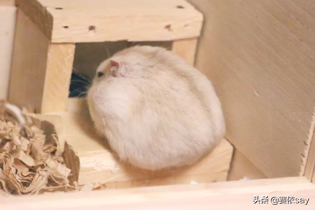 日本推主养了只小仓鼠，又团又圆的样子简直萌炸了！可爱到治愈！