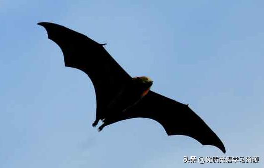 英语原版阅读：BlackBat