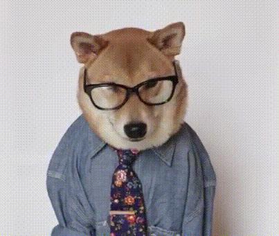 看到它3万块的项圈后,月薪3000的我瑟瑟发抖……