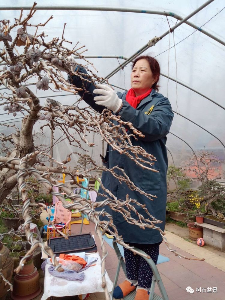 金艳盆景精品欣赏,幸得一知己